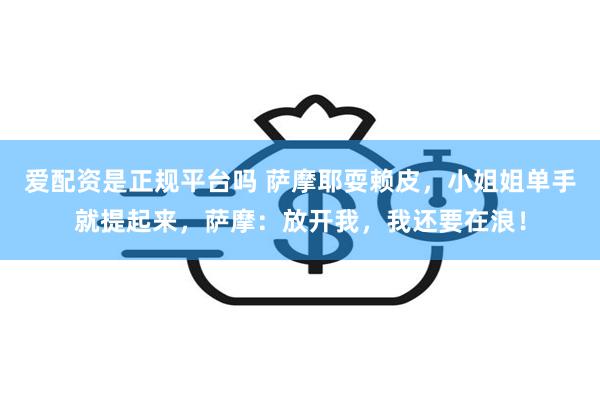 爱配资是正规平台吗 萨摩耶耍赖皮，小姐姐单手就提起来，萨摩：放开我，我还要在浪！